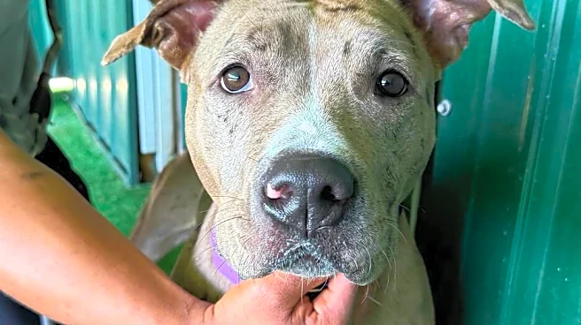 Devoted Dog Dad Sleeps Outside Vet Clinic To Get Help For His Injured Pup