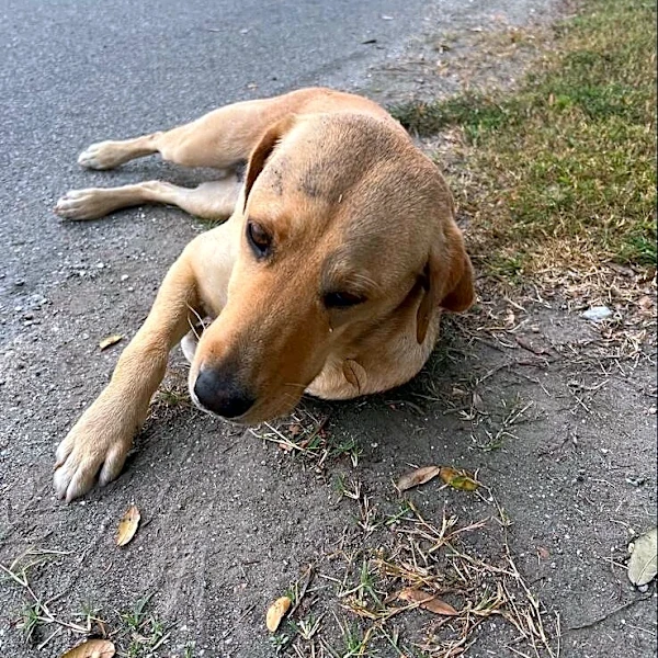 Stray Dogs Sleep On Porch Of Woman's Airbnb For 4 Days Until She Adopts Them All