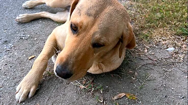 Stray Dogs Sleep On Porch Of Woman's Airbnb For 4 Days Until She Adopts Them All