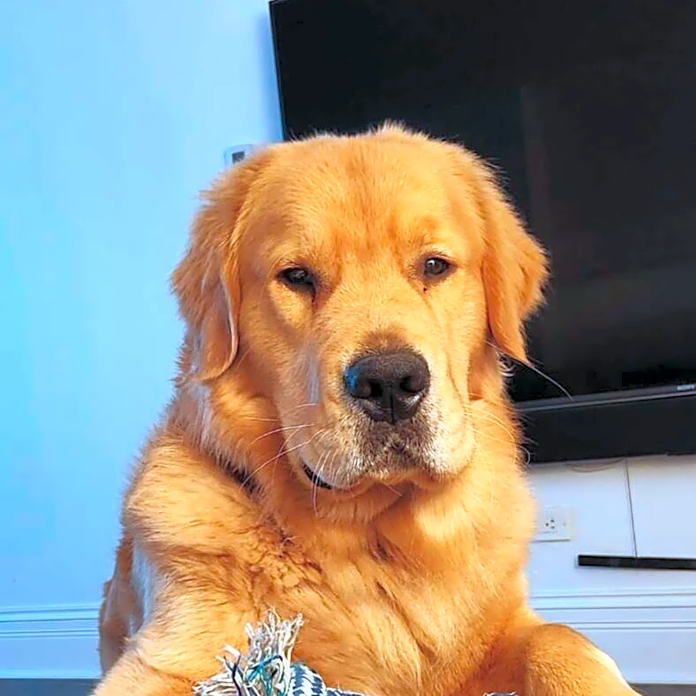Golden Retriever Wearing A Cone 'Breaks Into' Woman’s Home And Demands Affection