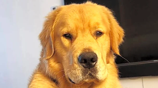 Golden Retriever Wearing A Cone 'Breaks Into' Woman’s Home And Demands Affection