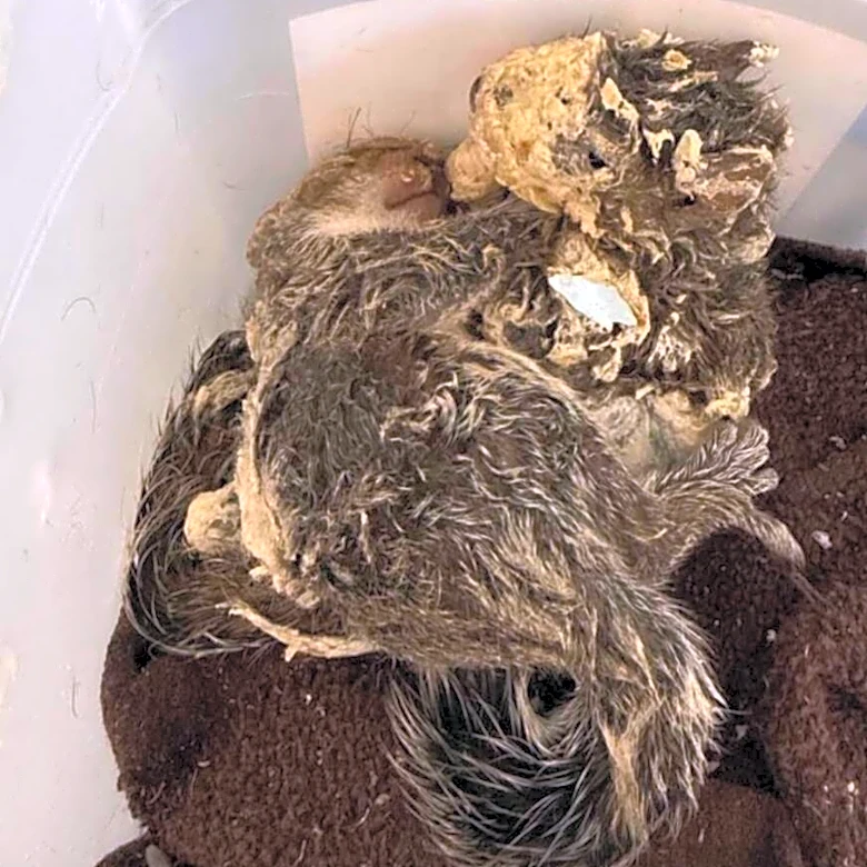 Rescuer Frees Wild Babies Frozen In Spray Foam — And Finally Sees Their Faces