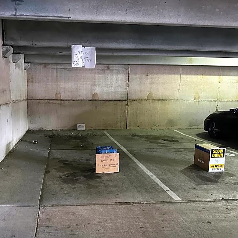 Woman Sees Parking Spot Blocked Off With Signs — Then Learns The Sweet Reason Why