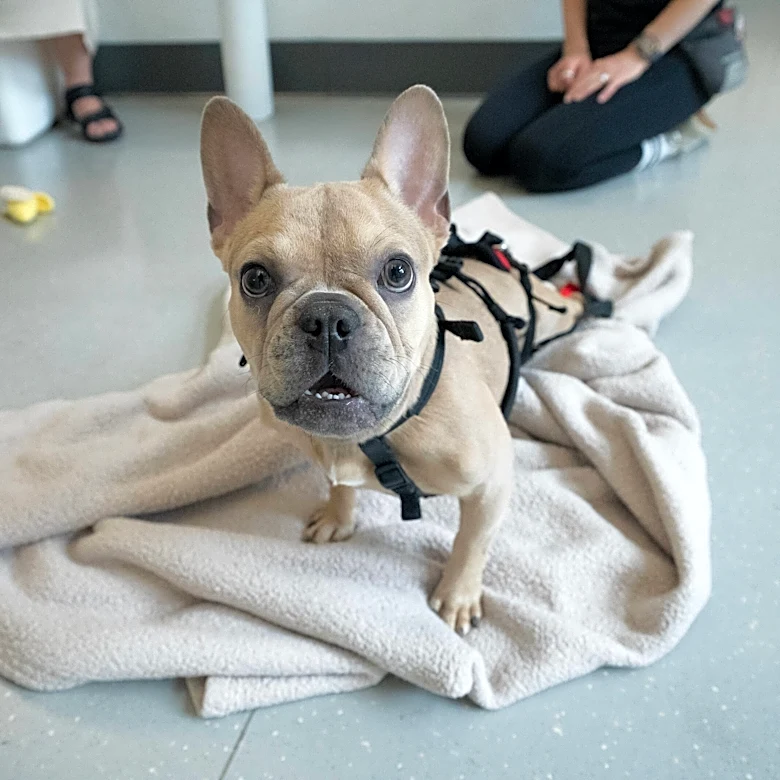 These Adoptable Pups Found Their Perfect Diet — Now They Need Their Perfect Home