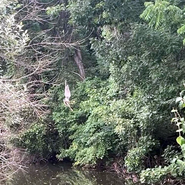 Fisherman Spots Clump Of Feathers Above Water — Then Realizes A Gorgeous Bird Is In Trouble
