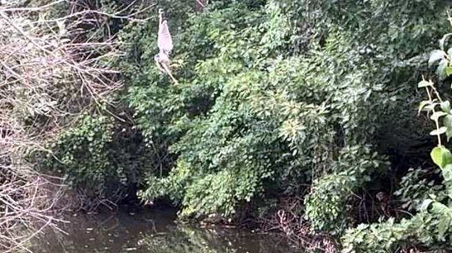 Fisherman Spots Clump Of Feathers Above Water — Then Realizes A Gorgeous Bird Is In Trouble