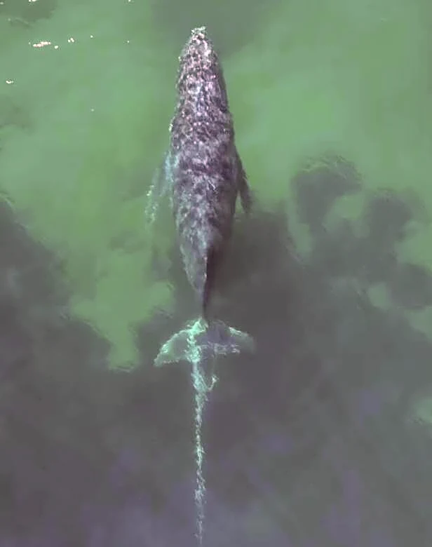 Beachgoer Spots A Huge Shape In The Waves — Then Realizes It's A Whale In Danger