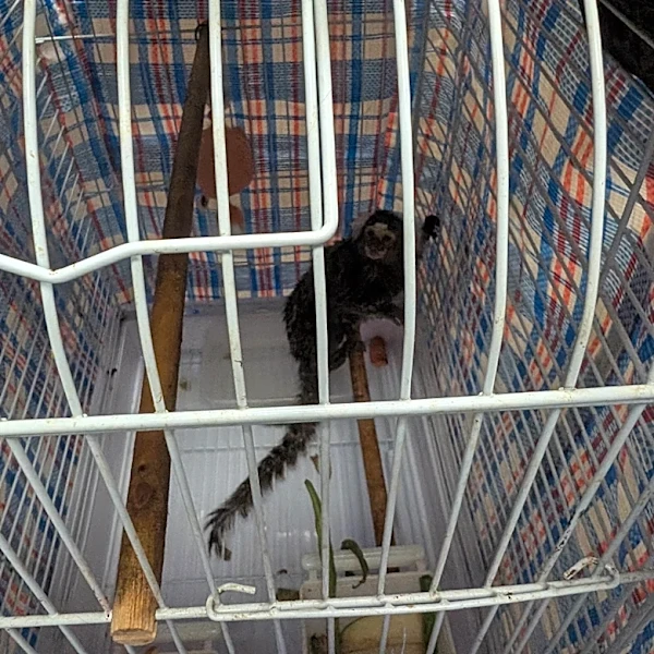 London Bus Driver Looks Inside Abandoned Laundry Bag And Finds An Exotic Animal