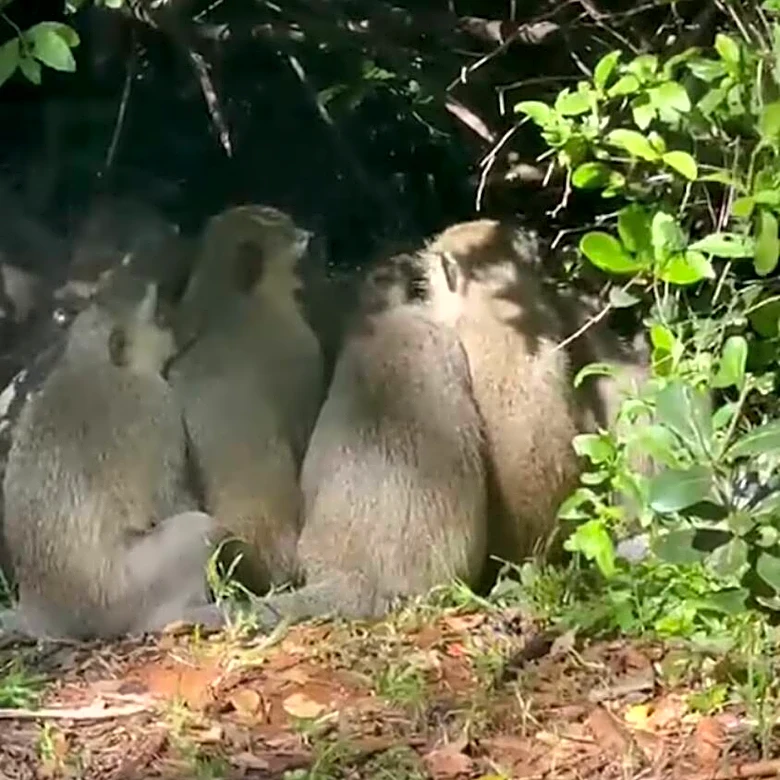 Researcher Witnesses 'Rare' Monkey Ritual — And Captures It All On Camera
