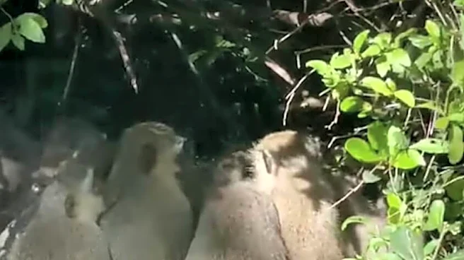 Researcher Witnesses 'Rare' Monkey Ritual — And Captures It All On Camera