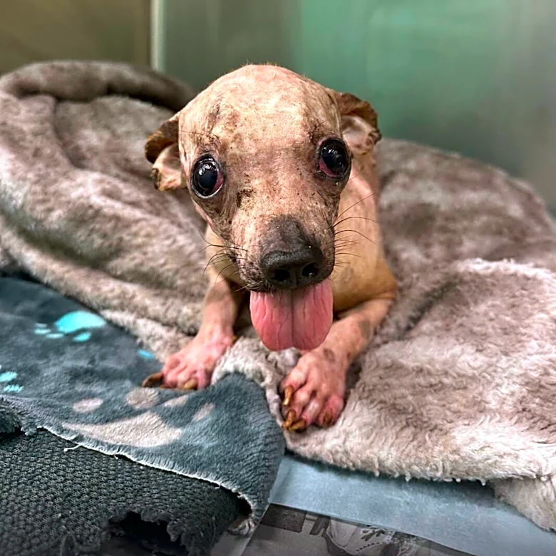 Shelter Dog Turns Heads Everywhere He Goes — But Doesn't Realize He's Different