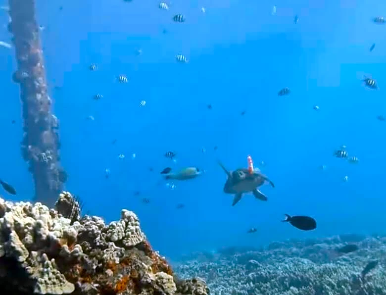 Diver Sees A Flash Of Orange Underwater — Then A Turtle Swims Up Asking For Help