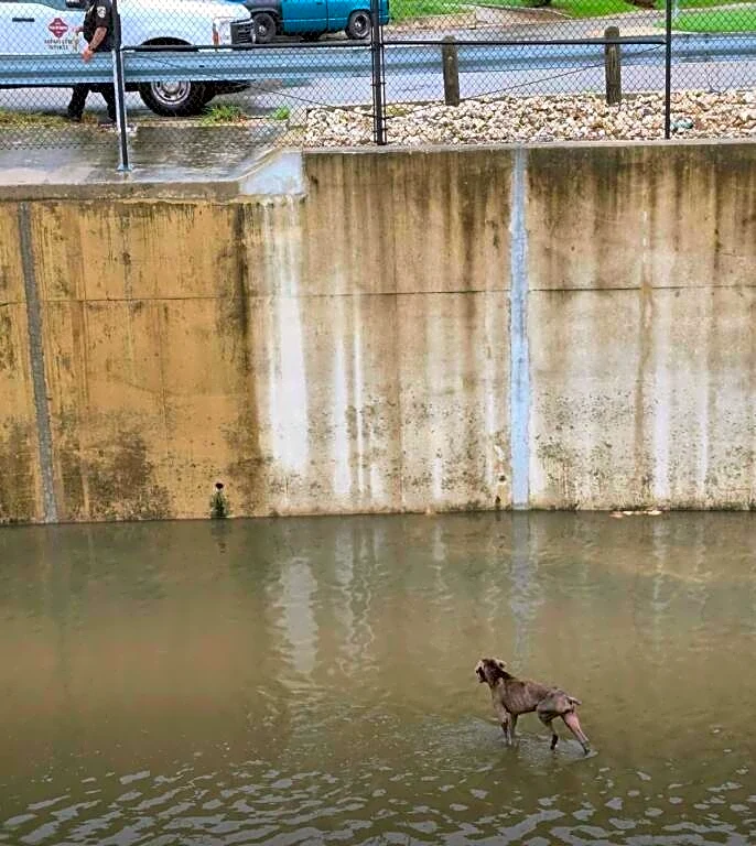 Dog Gets Stranded In Canal As Rising Floodwaters Threaten To Sweep Him Away