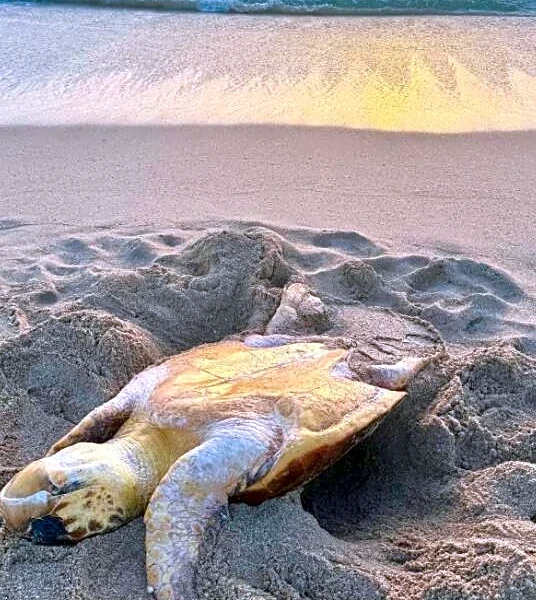 Runner Sees Sunlight Glinting Off Something In The Sand — And Realizes It's A Turtle In Need