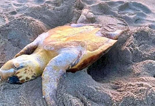 Runner Sees Sunlight Glinting Off Something In The Sand — And Realizes It's A Turtle In Need