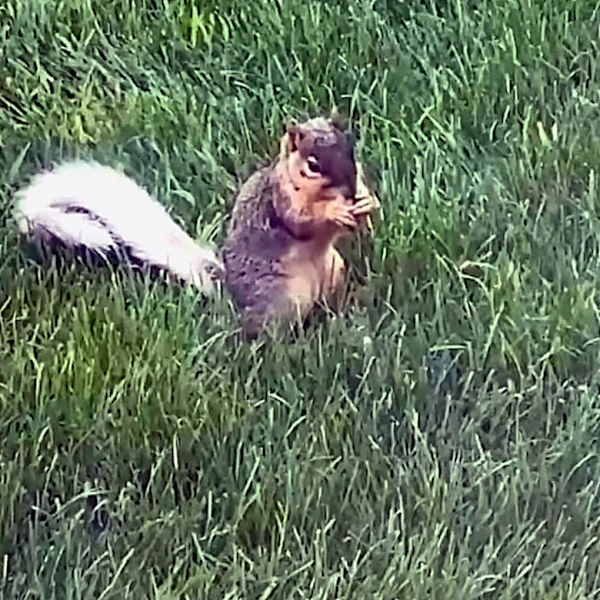 Iowa Residents Baffled By Unusual Squirrels — Then A Biologist Solves The Mystery