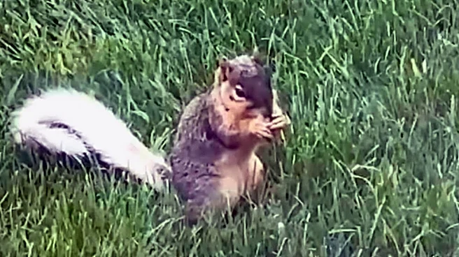 Iowa Residents Baffled By Unusual Squirrels — Then A Biologist Solves The Mystery