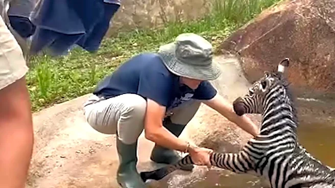 Newborn Zebra About To Drown In Dam Reaches Out To Park Ranger For Help