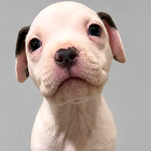 Shelter Puppy's Face Says It All The Moment Someone Scratches His Chin