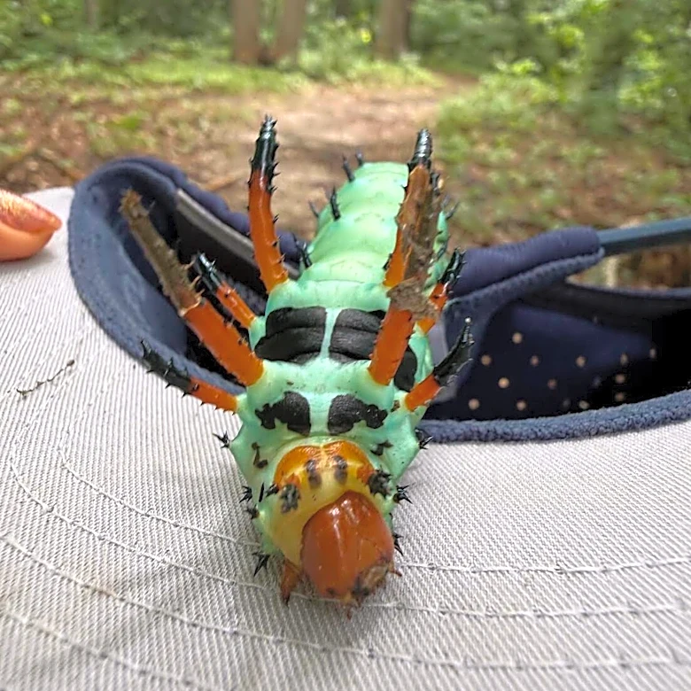 Park Ranger Left Speechless By Rare Animal Moving Through The Leaves