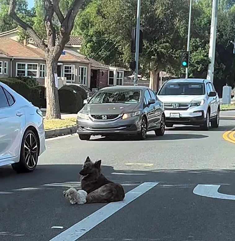 Lost Sibling Dogs Huddle Together In Road As Cars Swerve Around Them