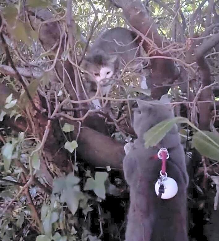 Cat On A Walk With Family Starts Frantically Meowing — And Cracks A 2-Month Mystery