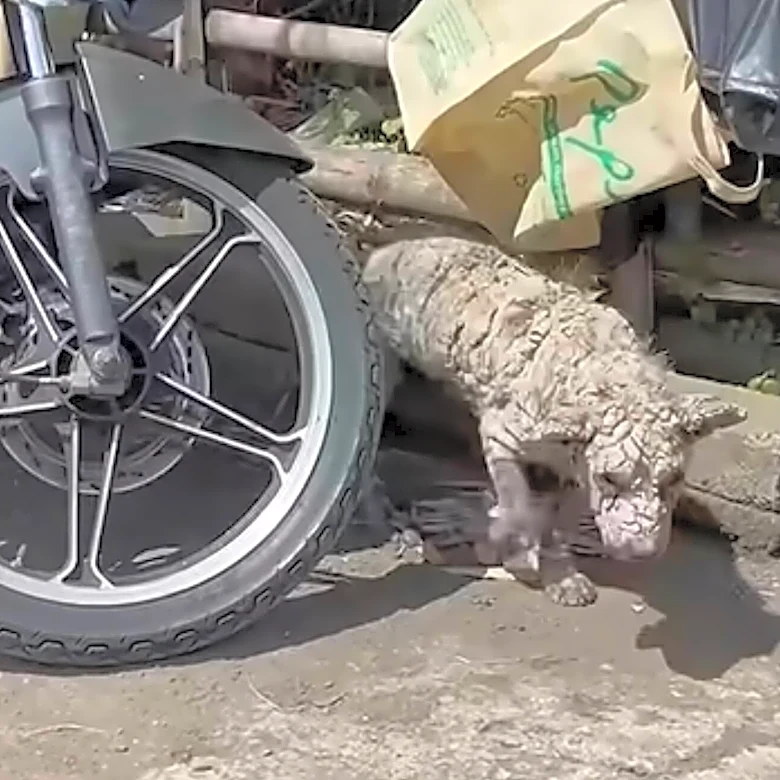 Rescuers Find Dog Who's 'Turned To Stone' — Then Uncover His Sweet Face