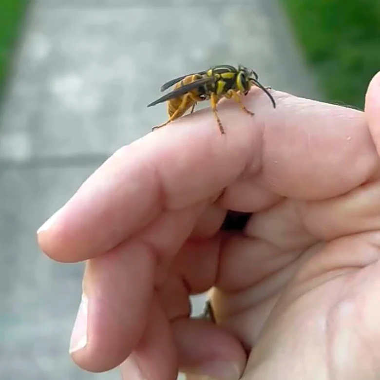 Woman Cancels Plans To Care For Wasp Who Refuses To Leave Her Hand