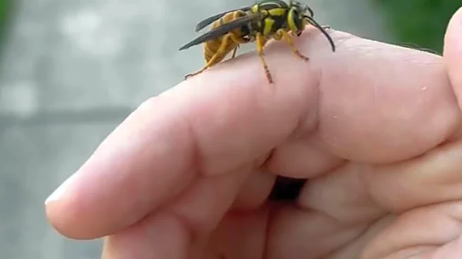Woman Cancels Plans To Care For Wasp Who Refuses To Leave Her Hand