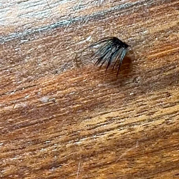 Man Thinks It's A Spider Crawling Across The Floor — Then He Looks Closer