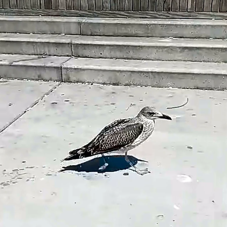 Crowd Watches As Man Leaps Into Canal To Rescue A Trapped Bird