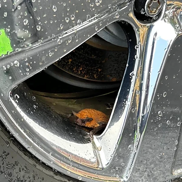 Woman Washing Car Finds A Little Bat Stuck In Her Wheel Well