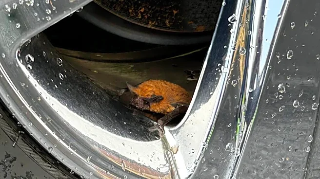 Woman Washing Car Finds A Little Bat Stuck In Her Wheel Well
