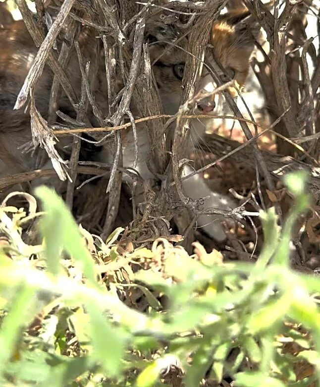 Girl Hops Off Bike After Hearing Cries In Bushes — Then Finds Her New Best Friend