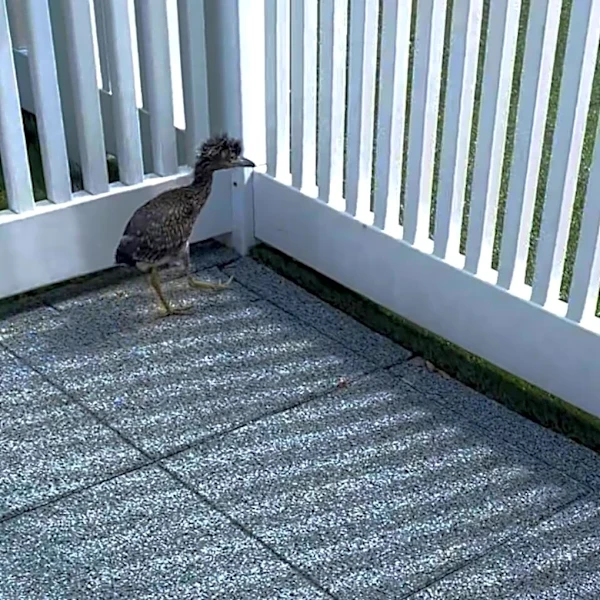 Preschool Director Calls For Help When She Finds 'Little Dinosaur' On Playground