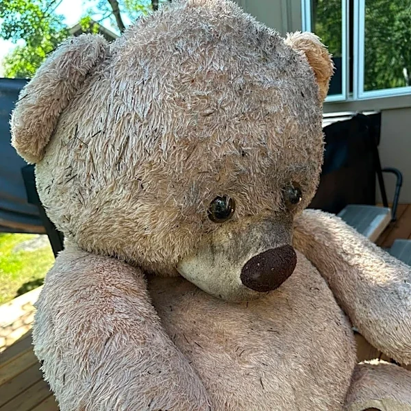 Bear Finds A Giant Teddy Bear In The Woods — And Makes An Unexpected Friend