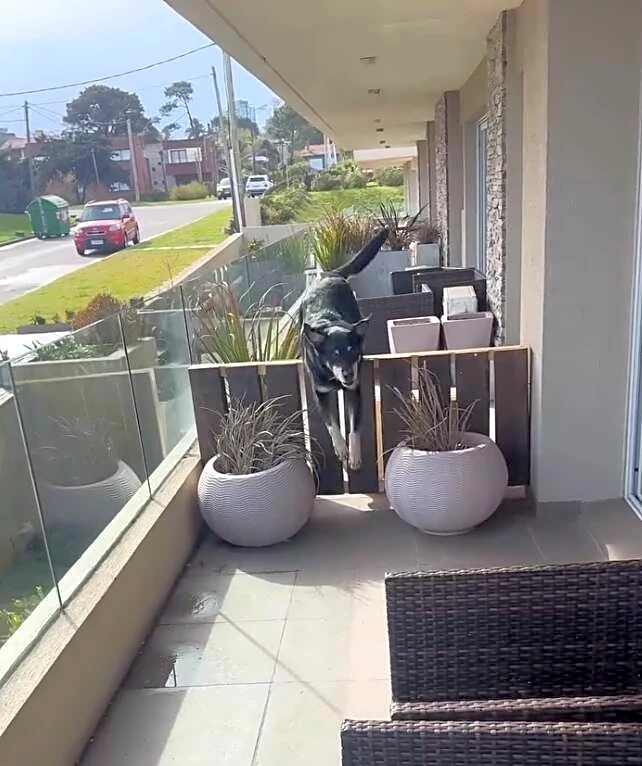 Dog Shows Up At Neighbor's Door Every Day After Learning What He Does For A Living