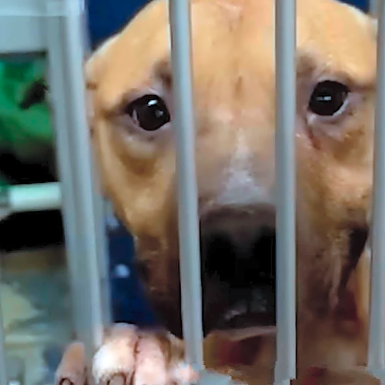 Former Bait Dog Who Just Wants Love Smiles At Everyone Who Passes His Kennel