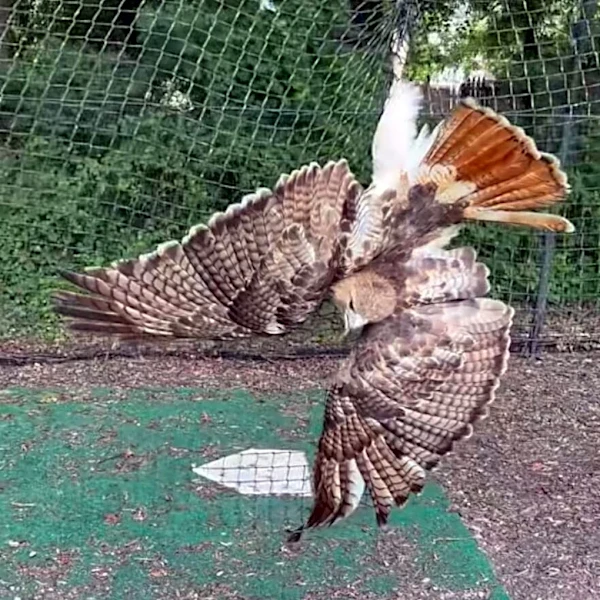 Athlete Arrives At Batting Cage To Find A Huge Bird Tangled In Netting