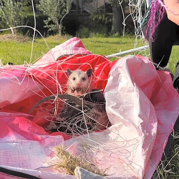 Opossum Tangled In Soccer Net Refuses Help — Then Her Rescuer Realizes Why