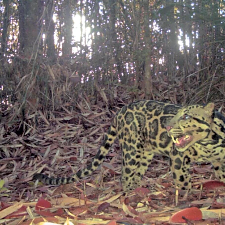 Research Cameras Capture Oldest ‘Ghost’ Cat Ever Recorded