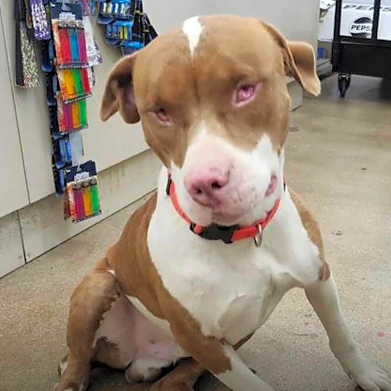 Lost Dog Wanders Into Dollar Tree — Then Workers Notice The Way He Moves