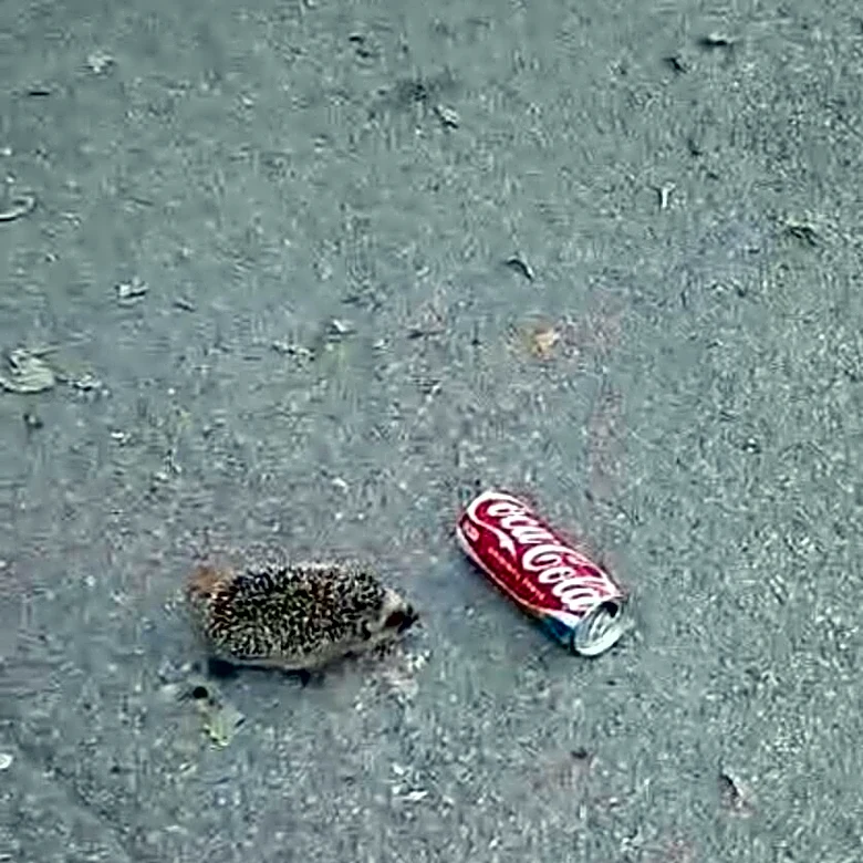 Campers Hear An Aluminum Can Rolling — Then Spot A Little Hedgehog