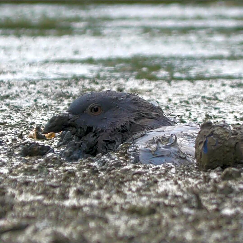Rescuer Spots Tiny Head Sticking Out Of Thick Mud — Then Realizes It's Alive