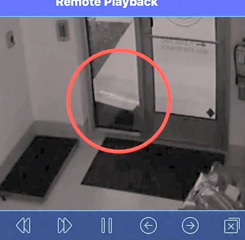 Shelter Workers Find Box Full Of Babies On Doorstep — Then Check The Cameras