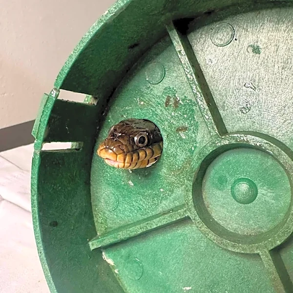 Snake Looking For A Snack Winds Up Stuck In A Very Tight Spot