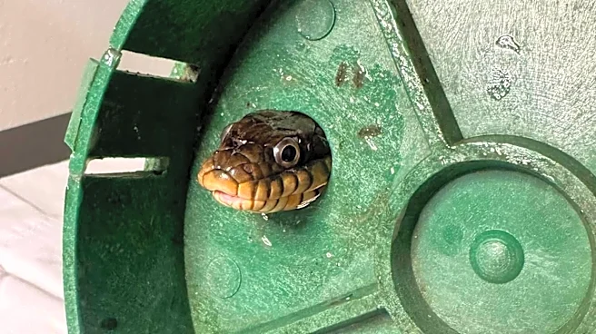 Snake Looking For A Snack Winds Up Stuck In A Very Tight Spot