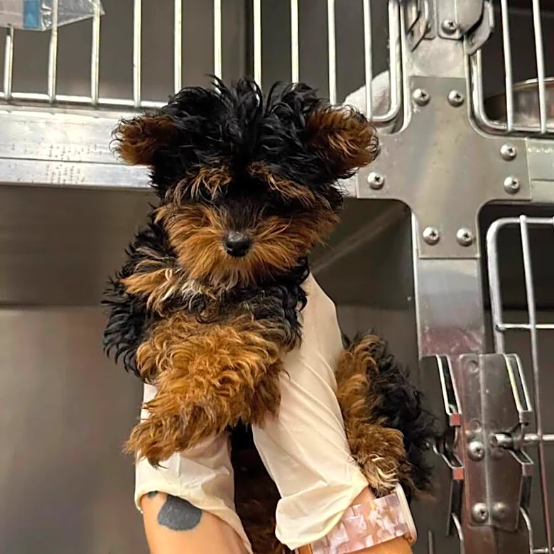 'Shakey' Puppy Can't Walk Without Stumbling — But He Won’t Let It Stop Him