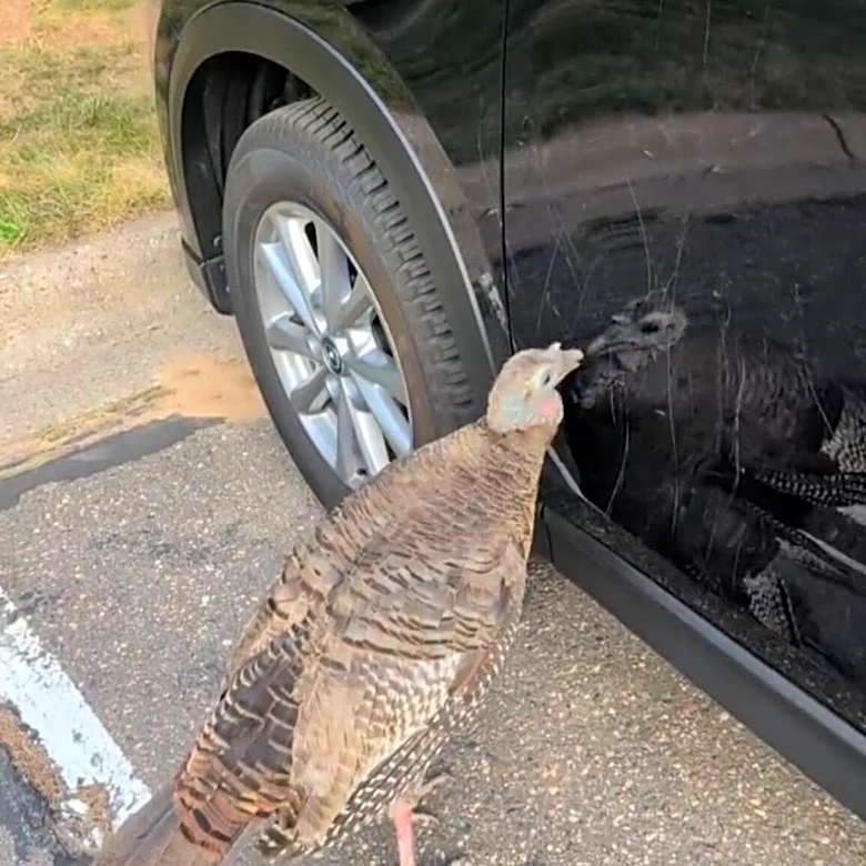 Man Sees Wild Turkey Attacking A Parked Car — And Tries To Talk Her Down