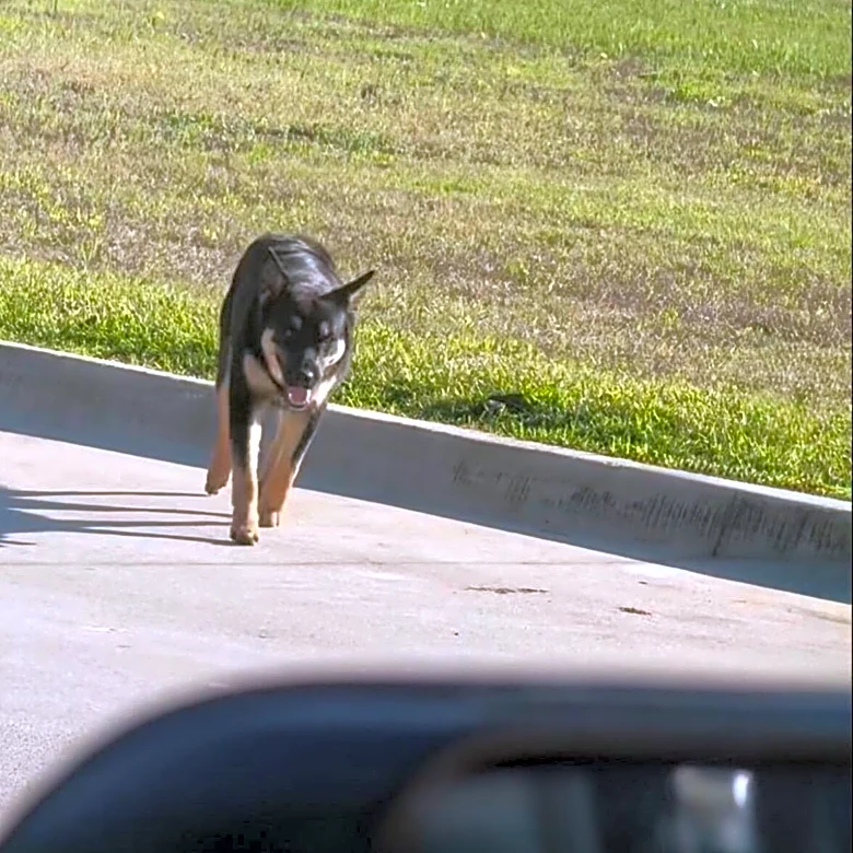 Stray Dog Learns How McDonald's Drive-Thru Works And Convinces Every Car To Order Him Food